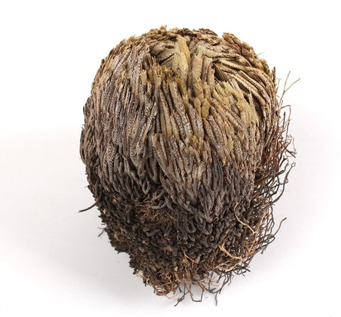 Image of ROSE OF JERICHO