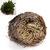 Image of ROSE OF JERICHO