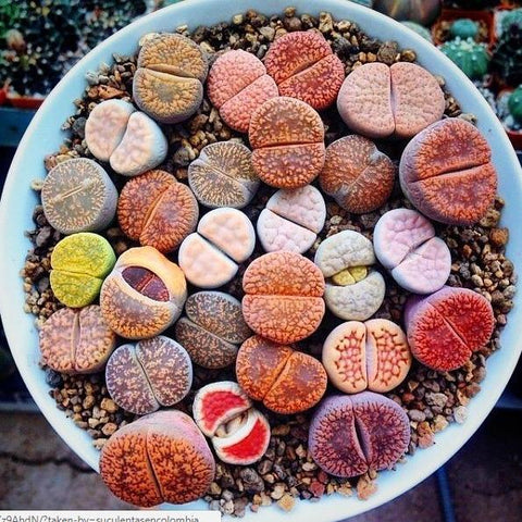 Image of LITHOP SUCCULENT SEED