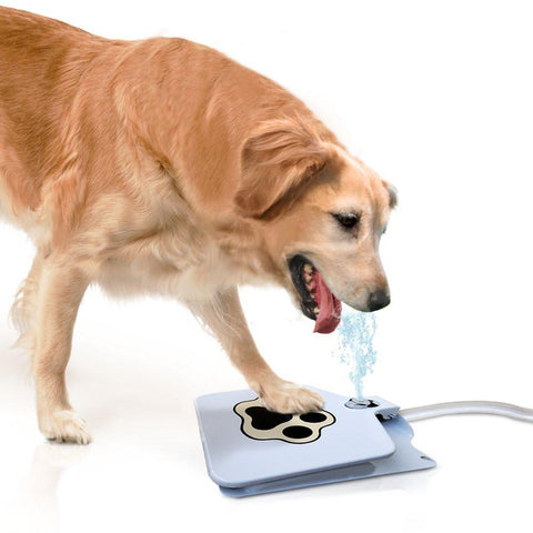 Image of Dog Water Fountain