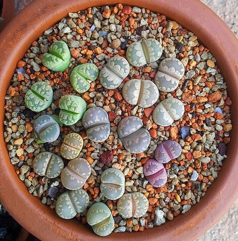 Image of LITHOP SUCCULENT SEED