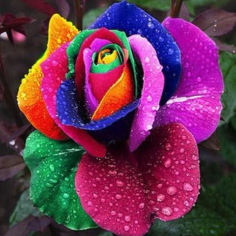 Image of Super Rare Rainbow Rose Seeds - 100 Seed Pack