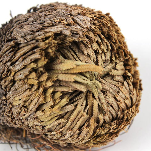 Image of ROSE OF JERICHO