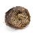 Image of ROSE OF JERICHO