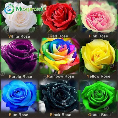 Image of Super Rare Rainbow Rose Seeds - 100 Seed Pack