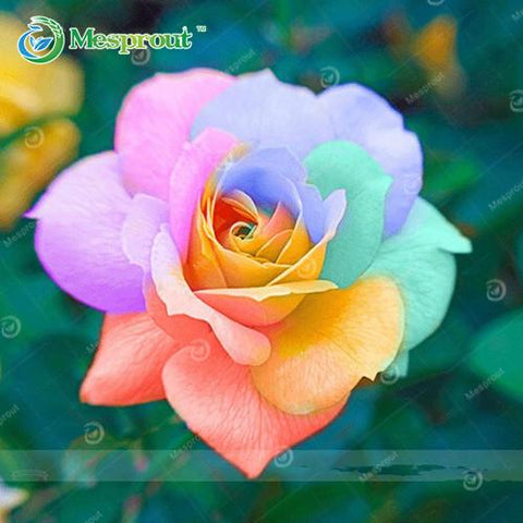 Image of Super Rare Rainbow Rose Seeds - 100 Seed Pack