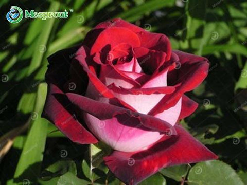 Image of Super Rare Rainbow Rose Seeds - 100 Seed Pack