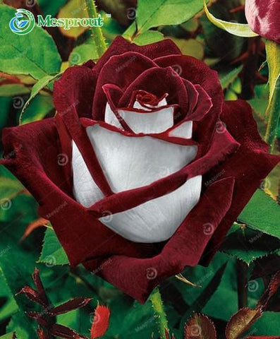 Image of Super Rare Rainbow Rose Seeds - 100 Seed Pack