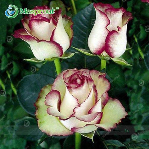 Image of Super Rare Rainbow Rose Seeds - 100 Seed Pack