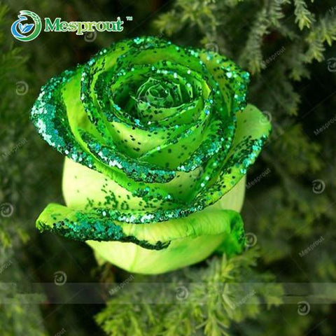 Image of Super Rare Rainbow Rose Seeds - 100 Seed Pack