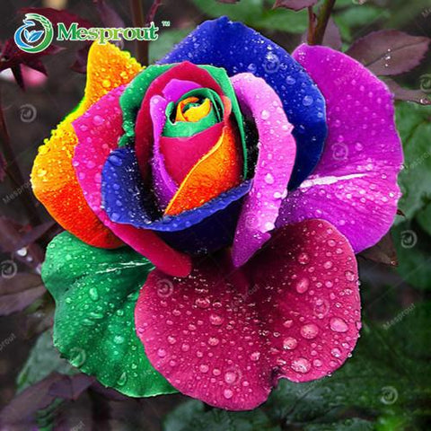 Image of Super Rare Rainbow Rose Seeds - 100 Seed Pack