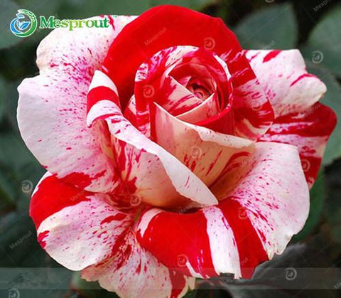 Image of Super Rare Rainbow Rose Seeds - 100 Seed Pack