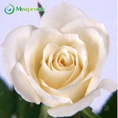 Image of Super Rare Rainbow Rose Seeds - 100 Seed Pack