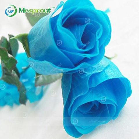 Image of Super Rare Rainbow Rose Seeds - 100 Seed Pack