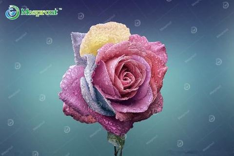 Image of Super Rare Rainbow Rose Seeds - 100 Seed Pack