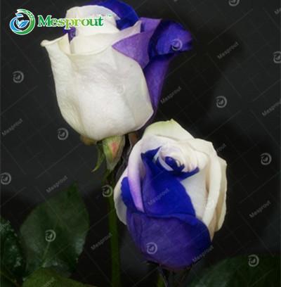 Image of Super Rare Rainbow Rose Seeds - 100 Seed Pack