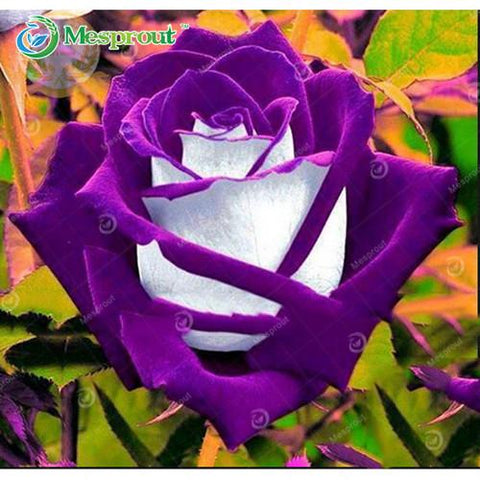 Image of Super Rare Rainbow Rose Seeds - 100 Seed Pack