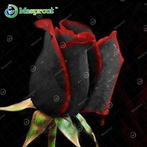 Image of Super Rare Rainbow Rose Seeds - 100 Seed Pack