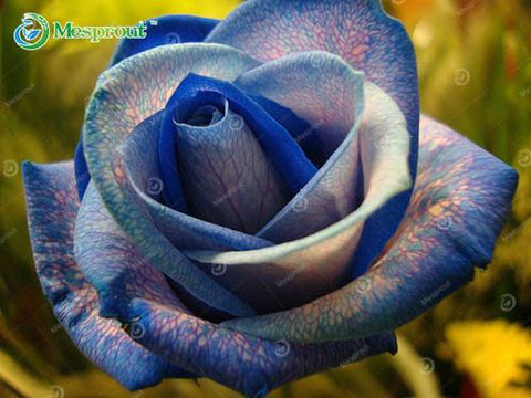 Image of Super Rare Rainbow Rose Seeds - 100 Seed Pack