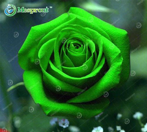 Image of Super Rare Rainbow Rose Seeds - 100 Seed Pack