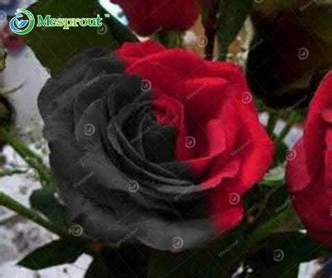 Image of Super Rare Rainbow Rose Seeds - 100 Seed Pack