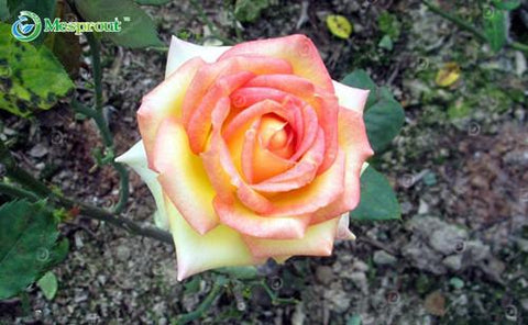 Image of Super Rare Rainbow Rose Seeds - 100 Seed Pack