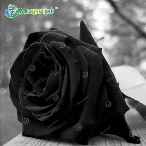 Image of Super Rare Rainbow Rose Seeds - 100 Seed Pack