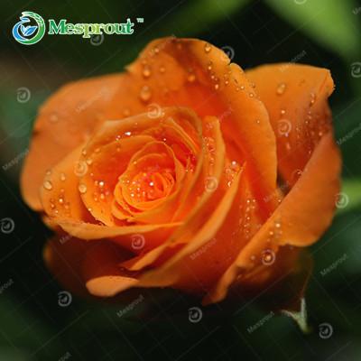 Image of Super Rare Rainbow Rose Seeds - 100 Seed Pack