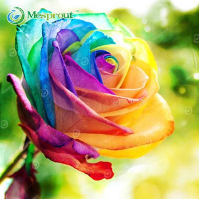 Image of Super Rare Rainbow Rose Seeds - 100 Seed Pack