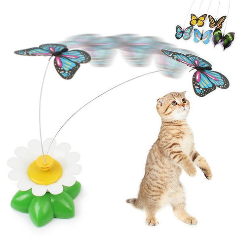 Image of Happy Cat Play Butterfly