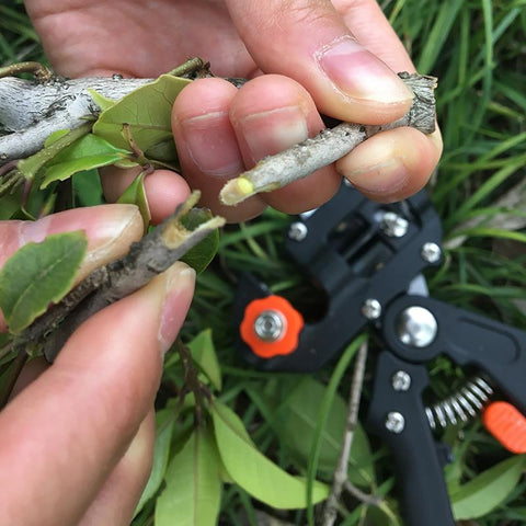 Image of PROFESSIONAL GRAFTING TOOL