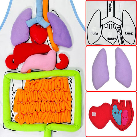 Image of EduGame - Body Anatomy