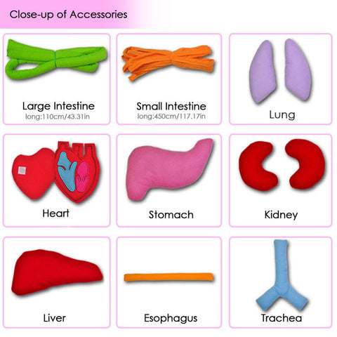 Image of EduGame - Body Anatomy